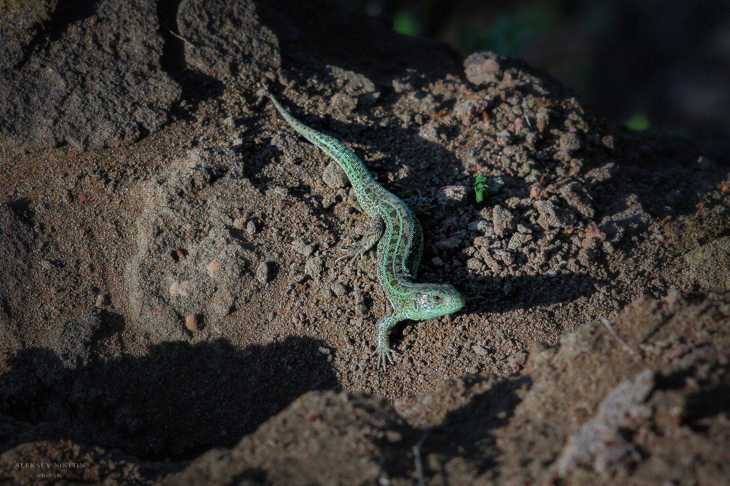 , Никитин Алексей