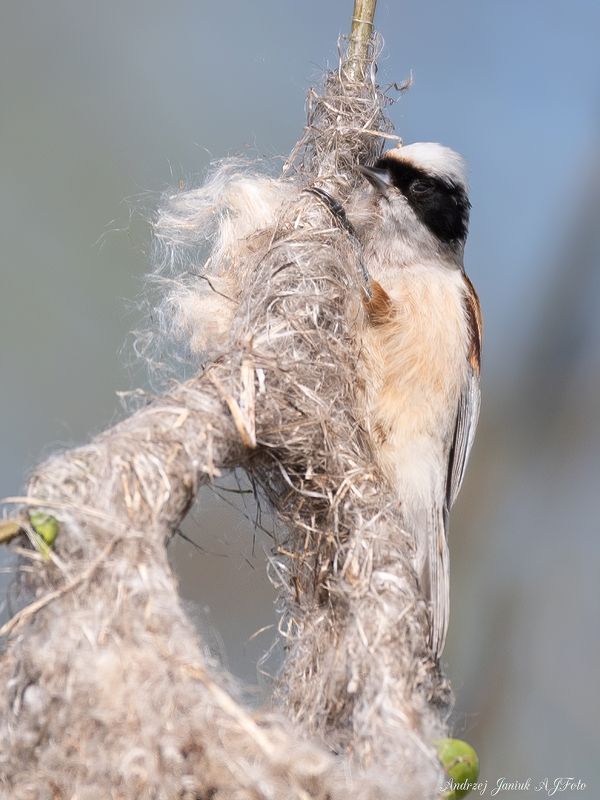 remiz фото превью