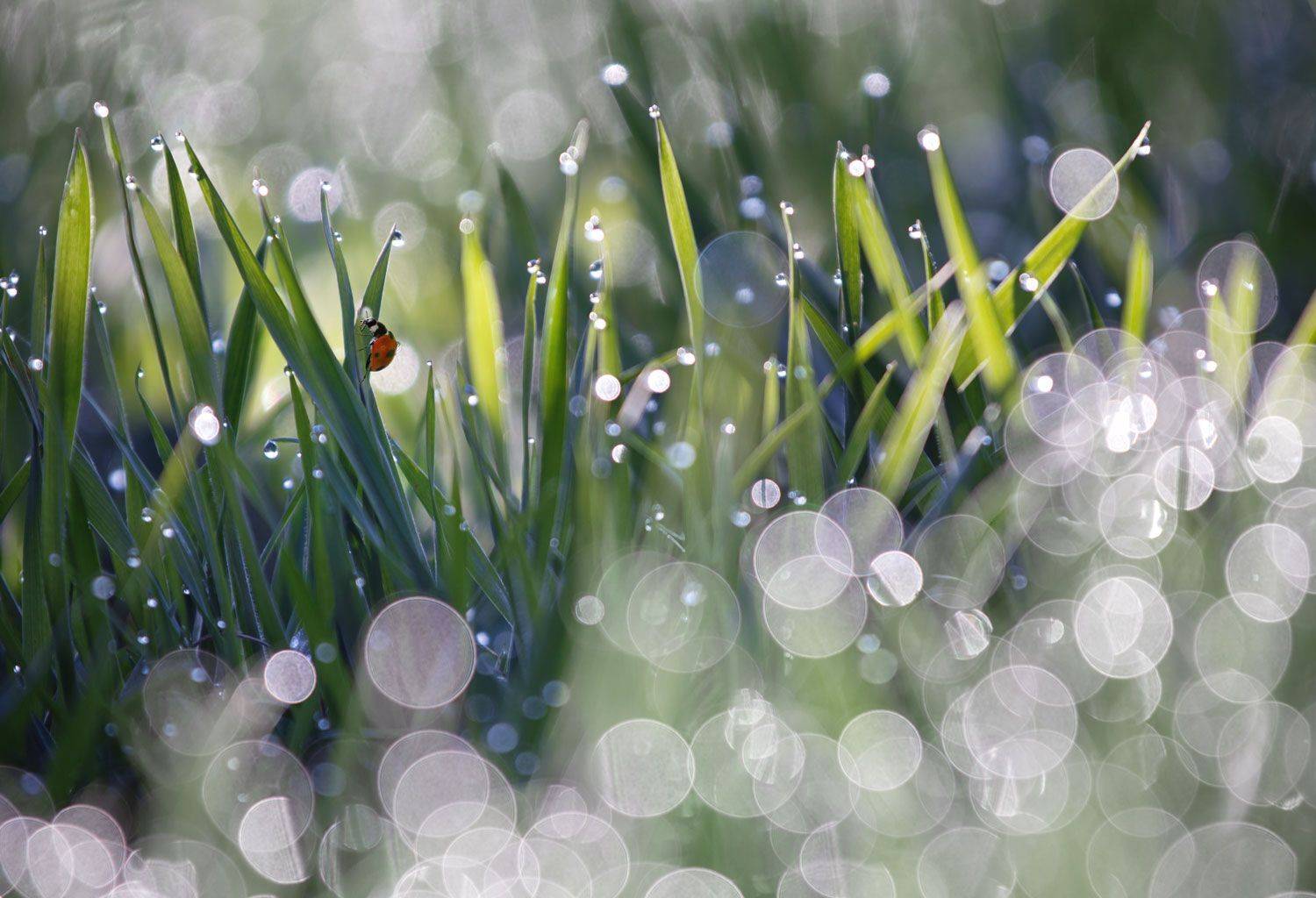 , Баранов Олег