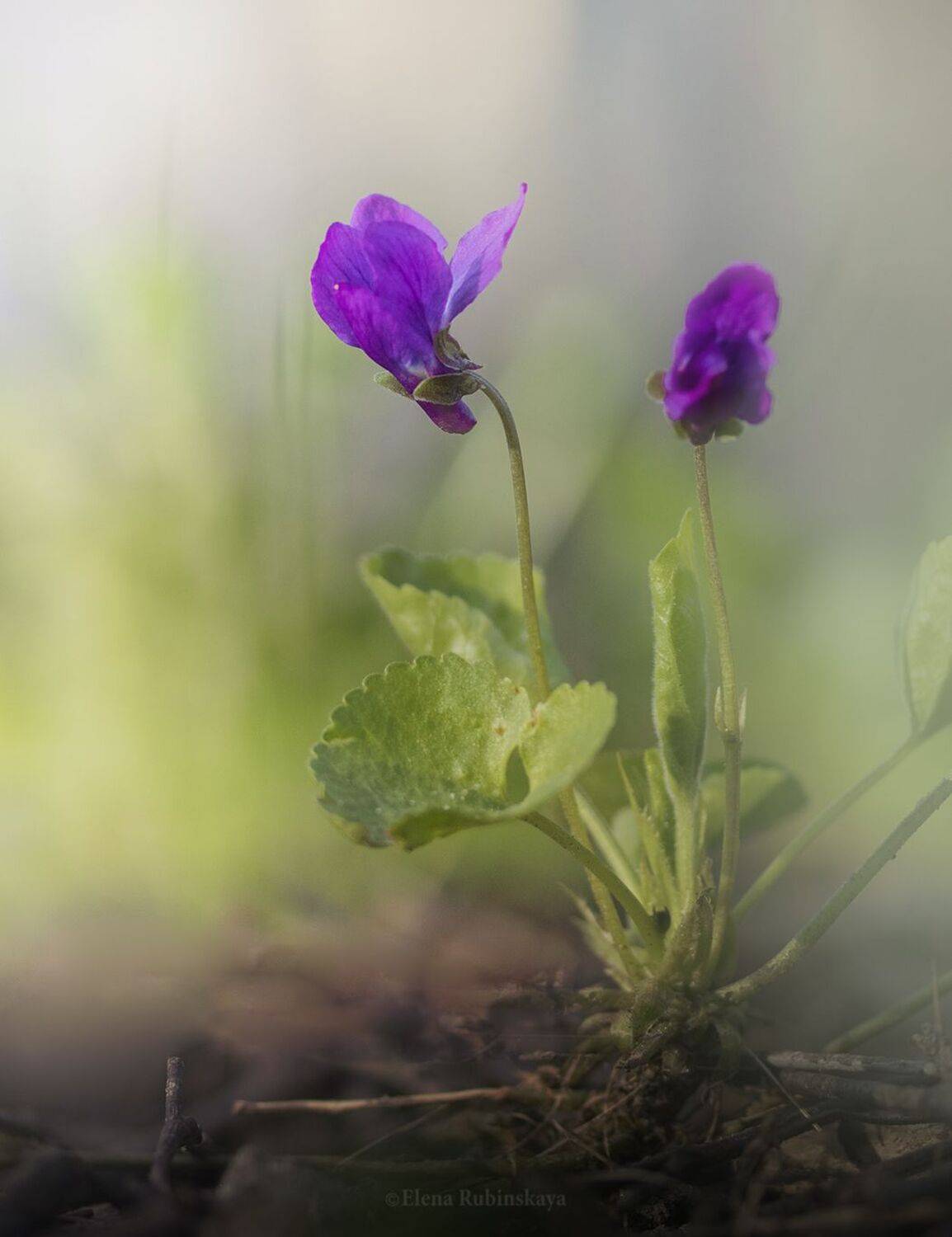 , Елена Рубинская