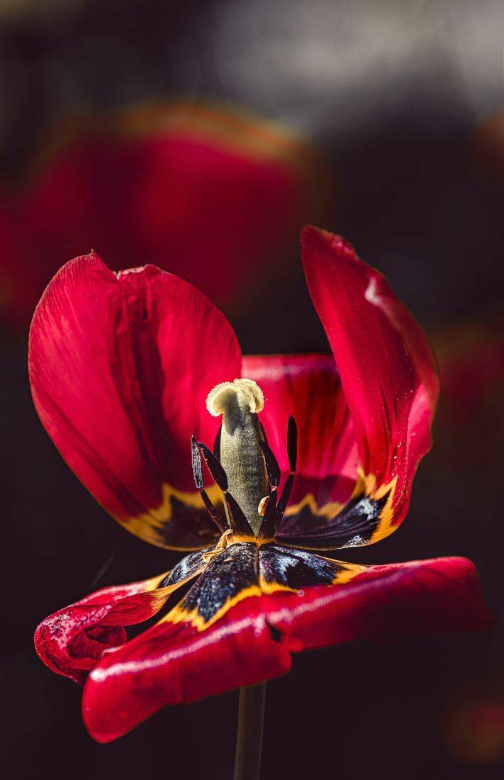 природа, макро, весна, цветы, тюльпан, Неля Рачкова