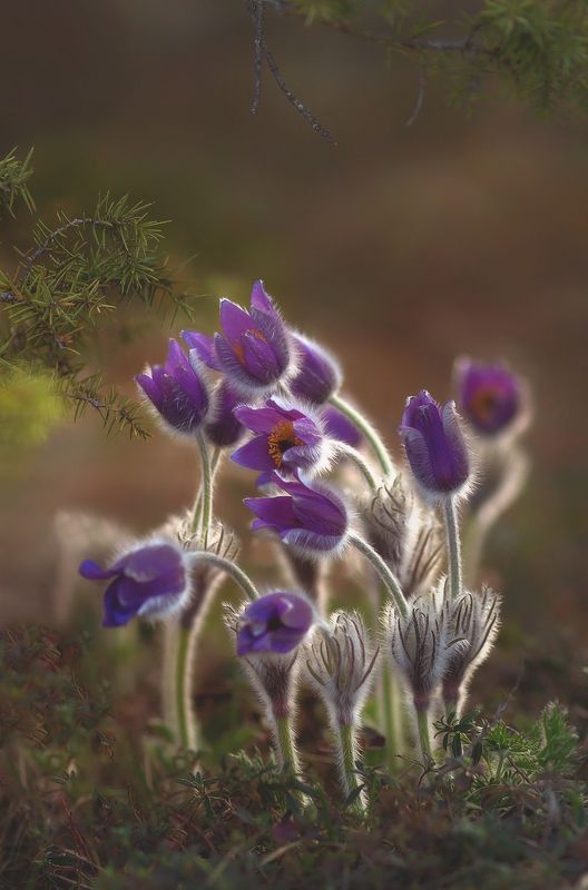 крым, севастополь, сонтрава, crimea, nature, терновка, челтер мармара, сон трава Лунатики;) фото превью