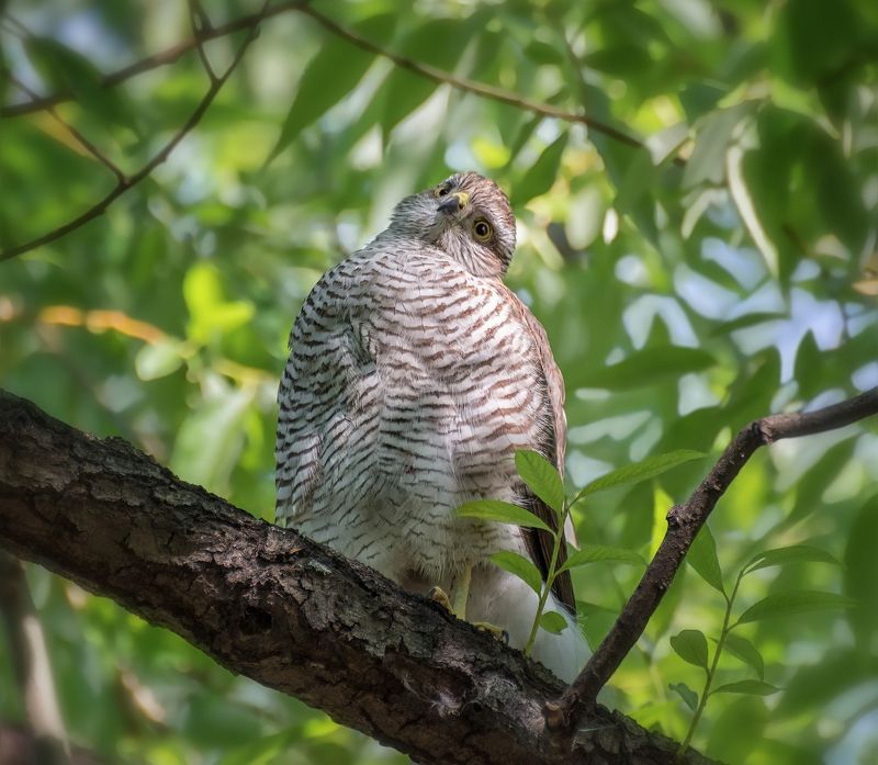 птица, ястреб перепелятник, ястребок фото превью