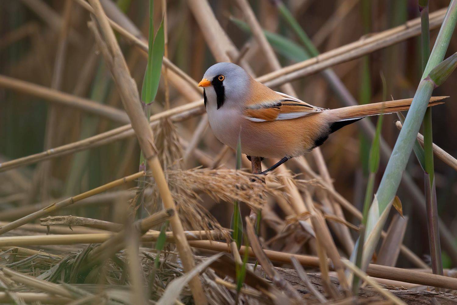 , Марат Кучкаев