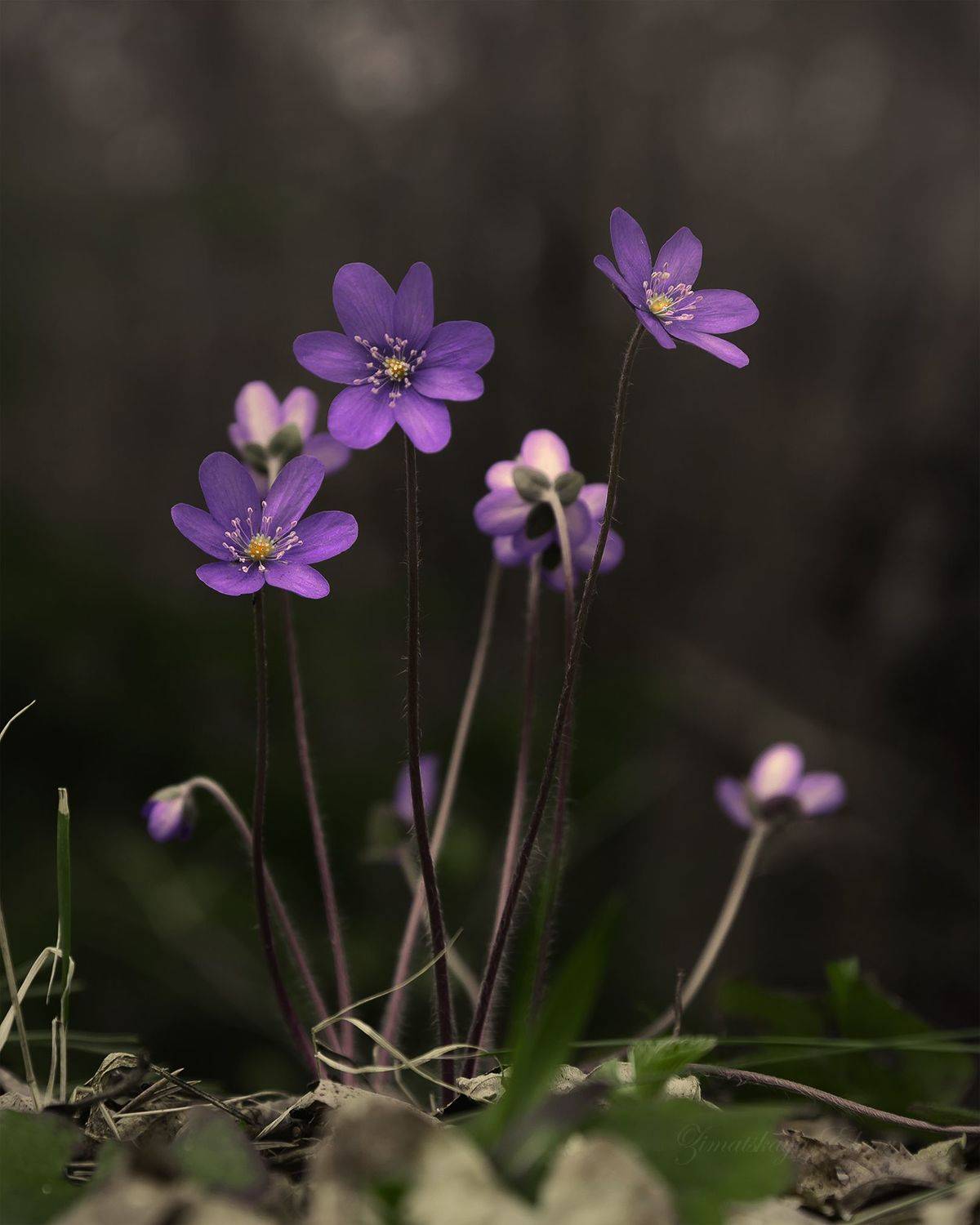 , Елена Зимацкая