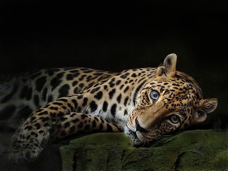 Sleepy фото превью