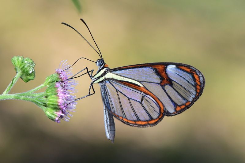 denis moura, mogi das cruzes, brasil, borboleta Borboleta фото превью