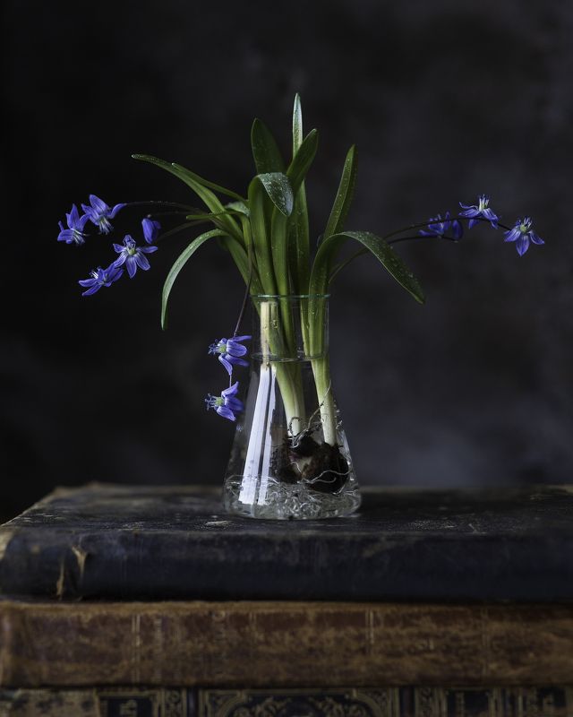 Сциллы фото превью