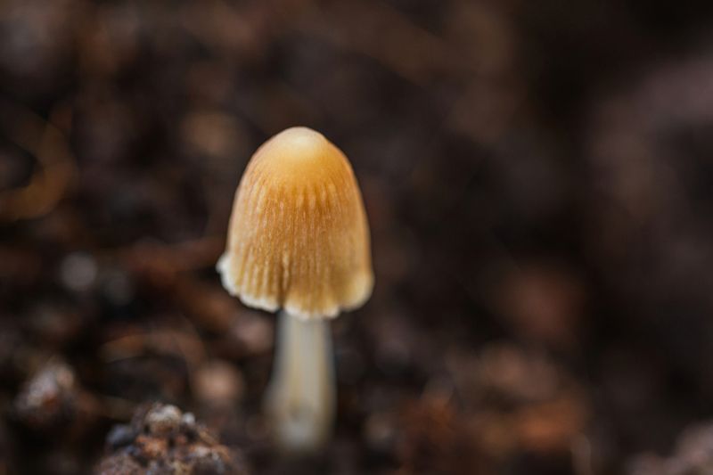 flower,macro.close,grass.beauty,nikon,pleace,love,light,details,petals,fragile,wild,field,plant,mushroom.closeup Tiny фото превью