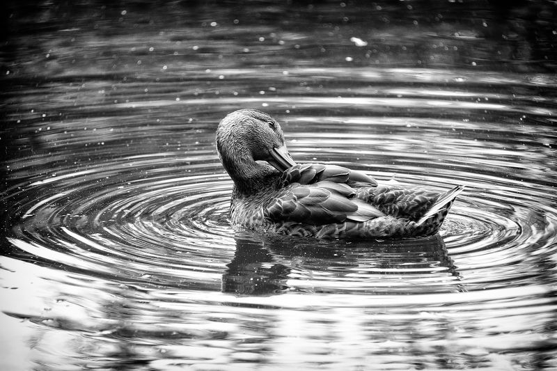 Ducks фото превью