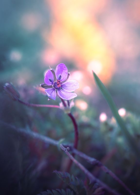 Аистник обыкновенный фото превью