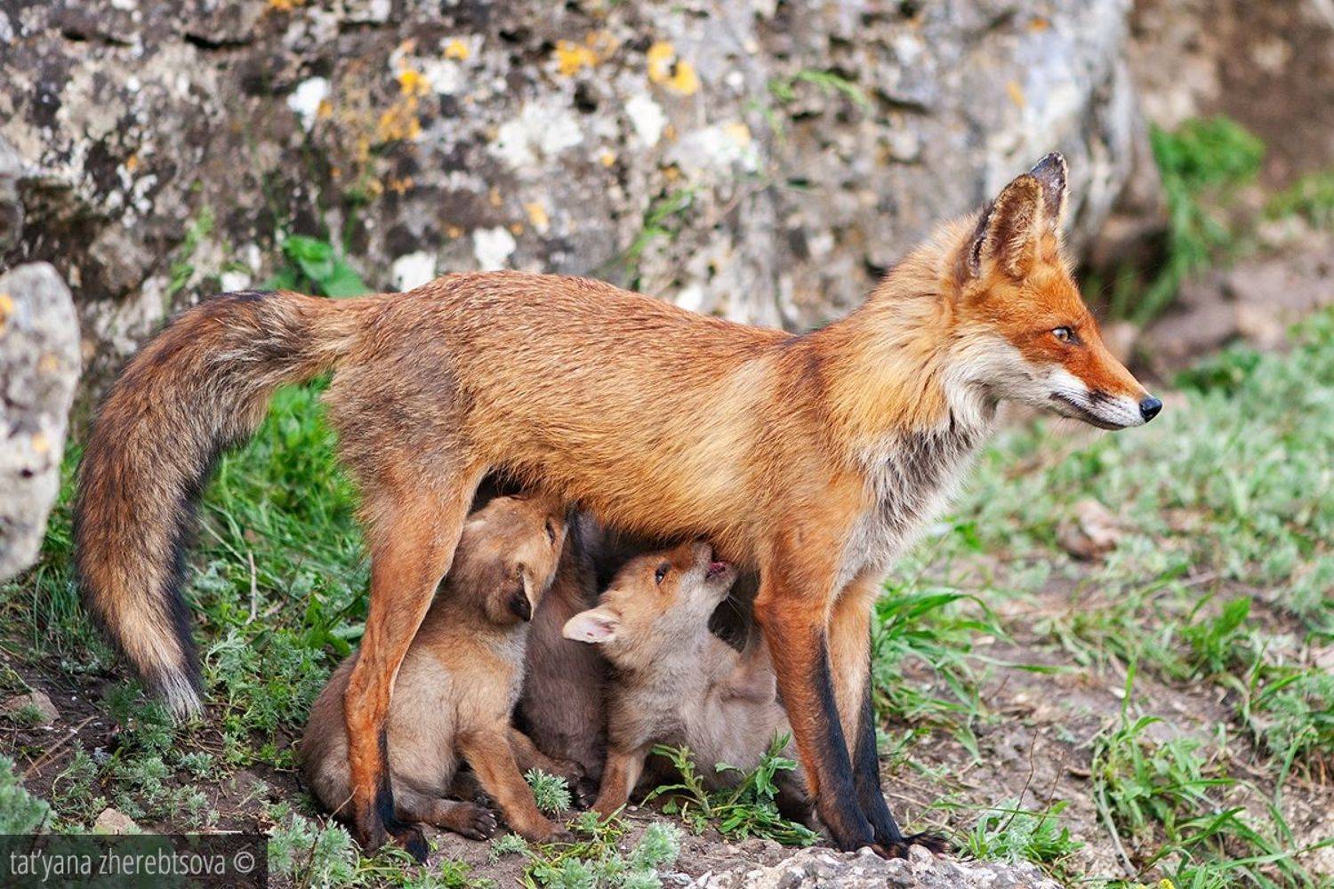 , Татьяна Жеребцова
