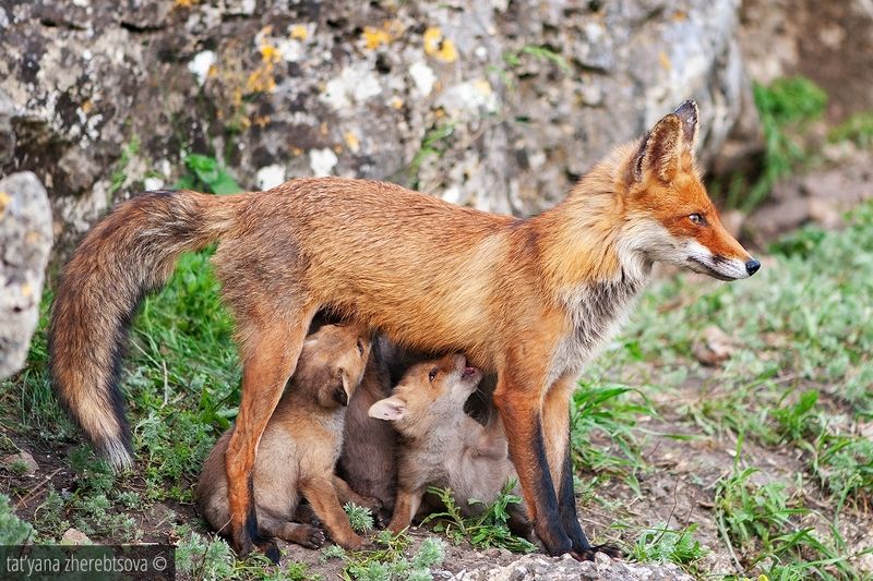 Лиса-героиня фото превью