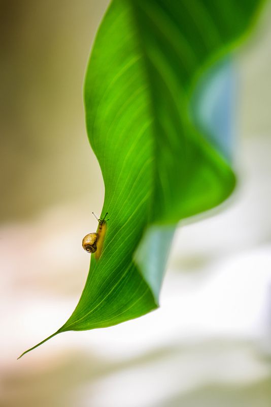 макро, макромир, макросказки, макро истории, макроистории, лес, тишина, вчувствование, созерцание, тишина, покой, улитка, улитки \