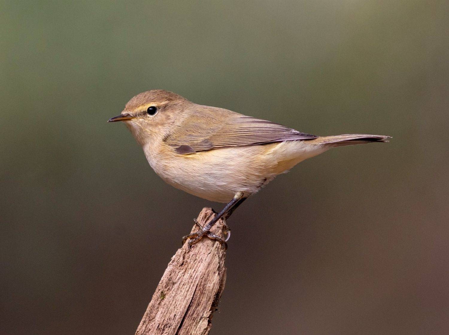 пеночка, птица, птицы, фотоохота, московская область, пеночка-теньковка, birds, wildlife, nature, Павел Краснослободцев