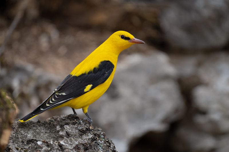 Oriolus oriolus фото превью