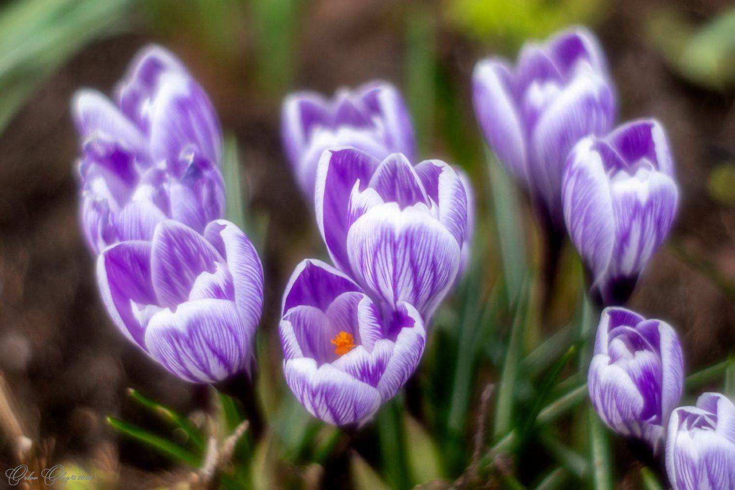 , Орлов Олег