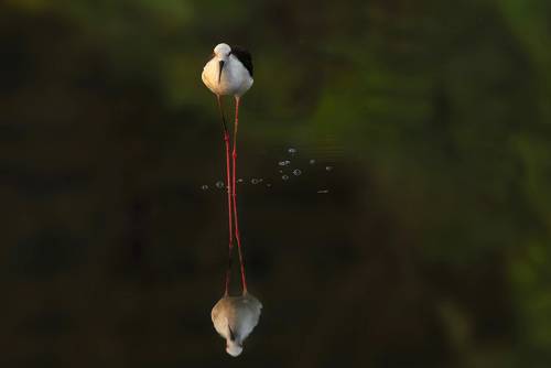 Black-winged stilt