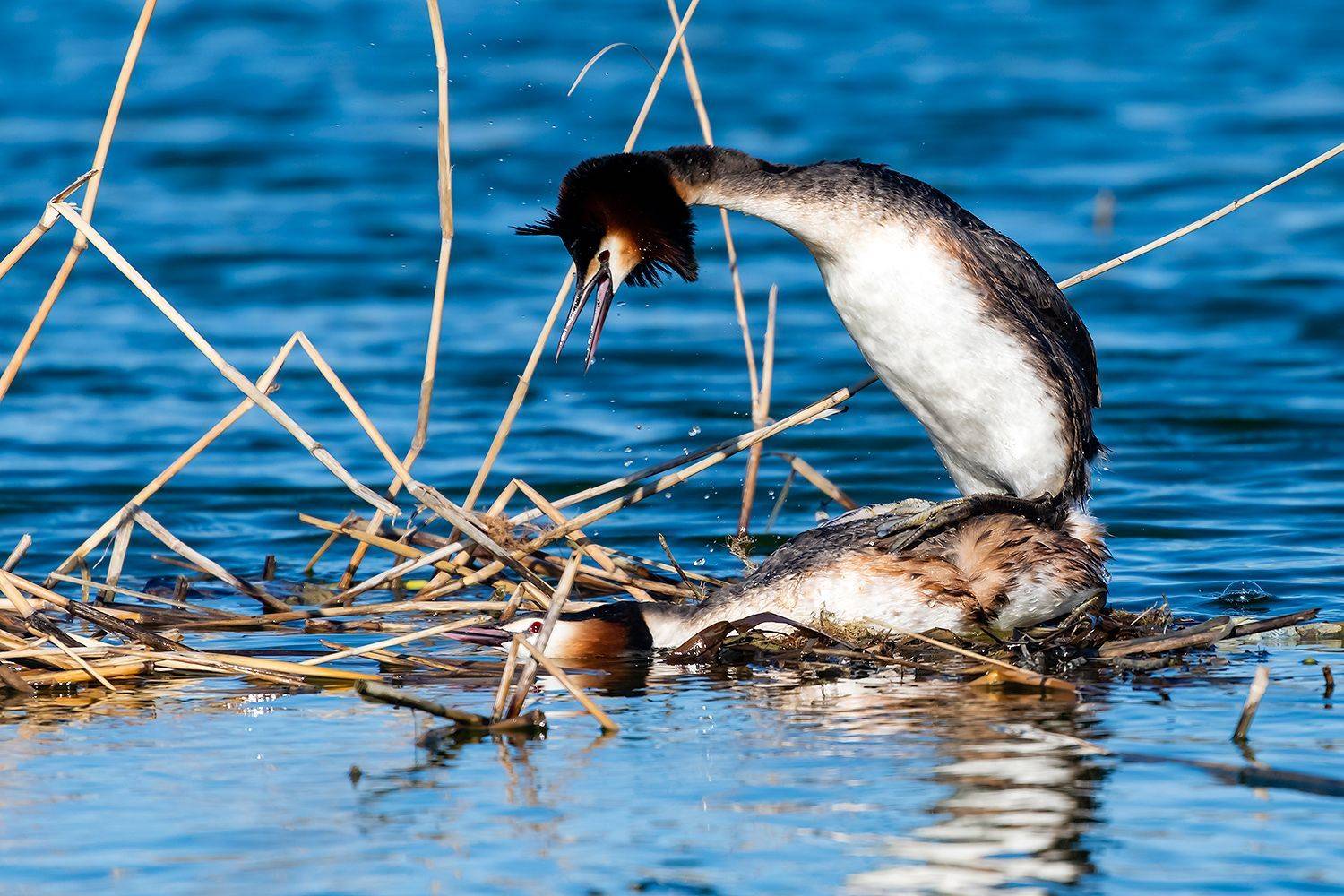 , Александр Абросимов