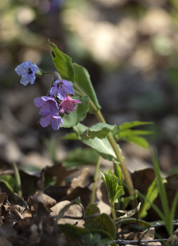 первоцветы  фото превью