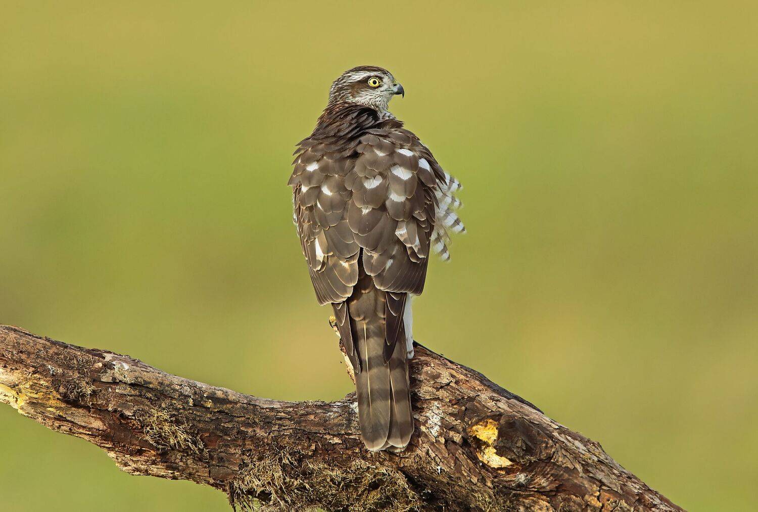 , Александр Гусар