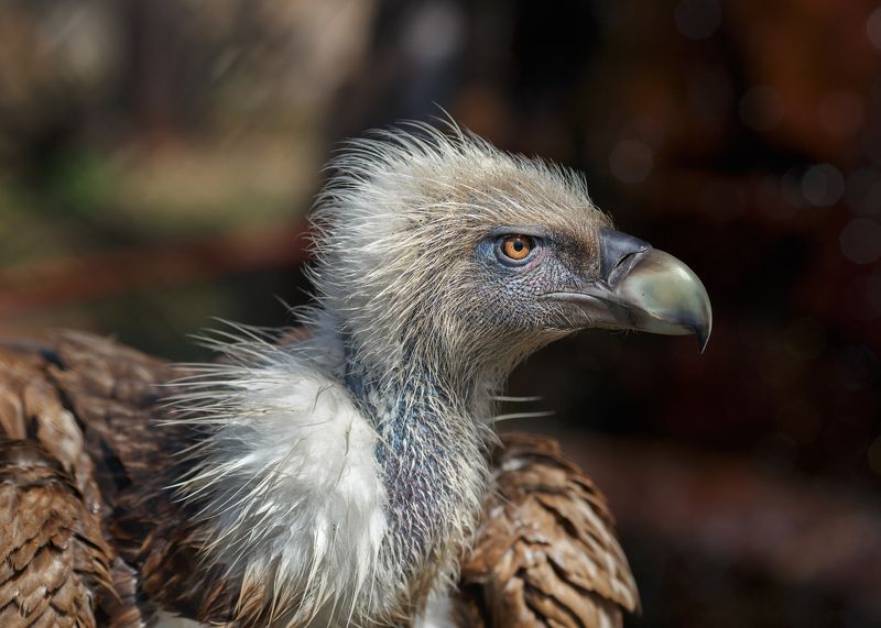 белоголовый сип Белоголовый сип фото превью