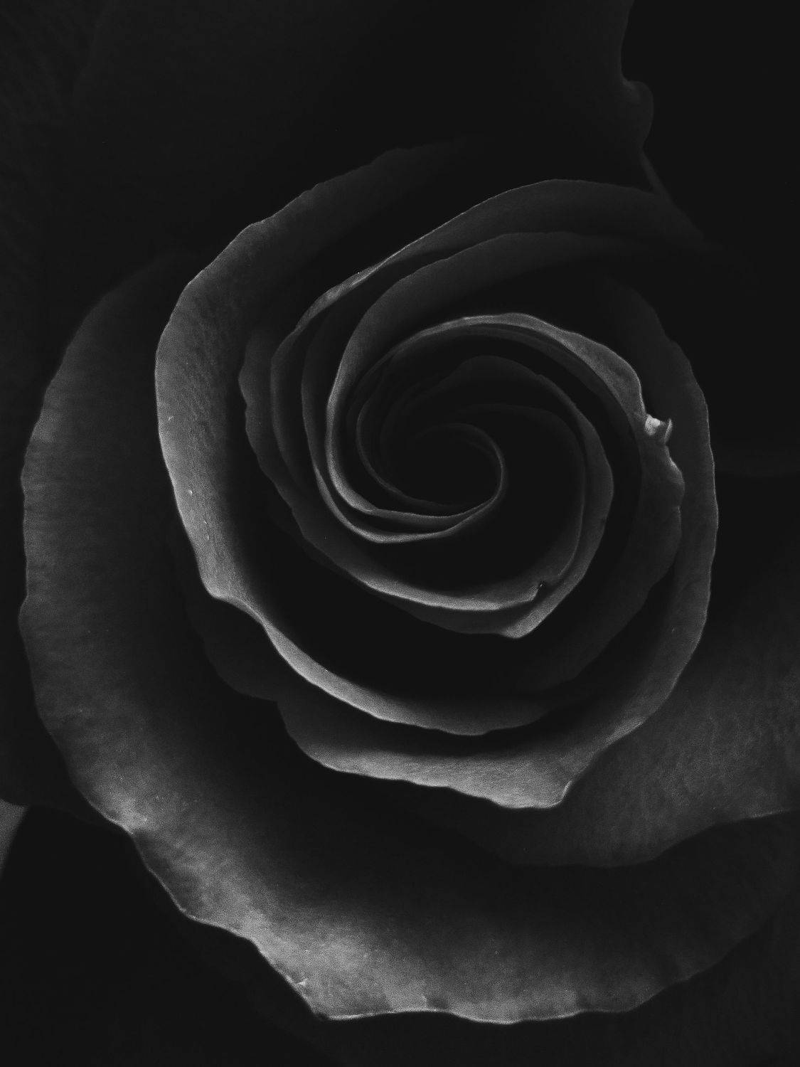 макро, цветы, природа, насекомые, красота, Smirnova Olga