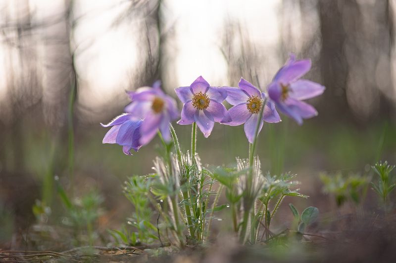 В объятиях снов... фото превью