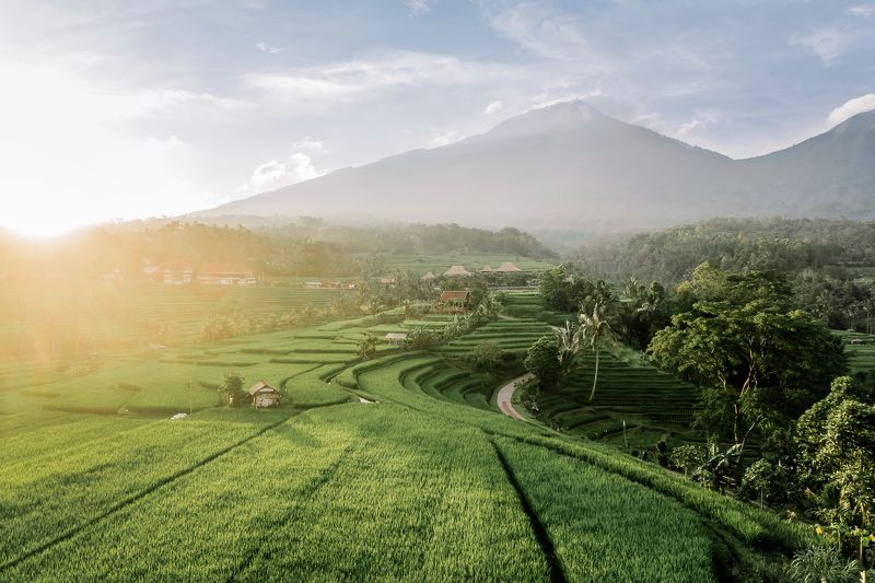 бали, индонезия, bali, indonesia, рисовые террасы, rice terraces Рисовые террасы на Бали фото превью