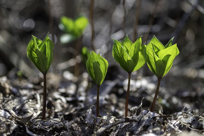 (Paris quadrifolia) фото превью
