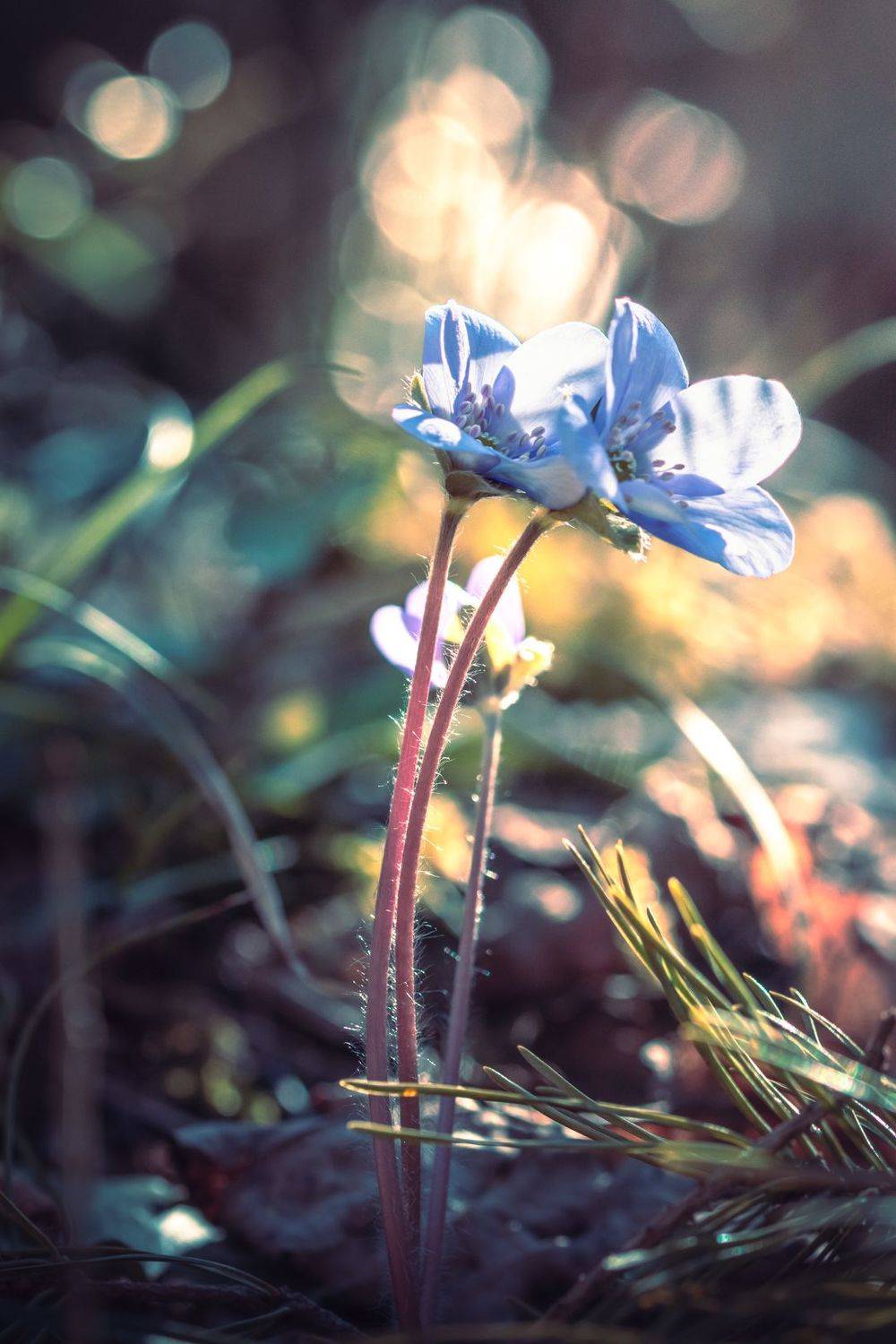 цветы, весна, лес, солнце, боке, макро, Парфентьев Антон