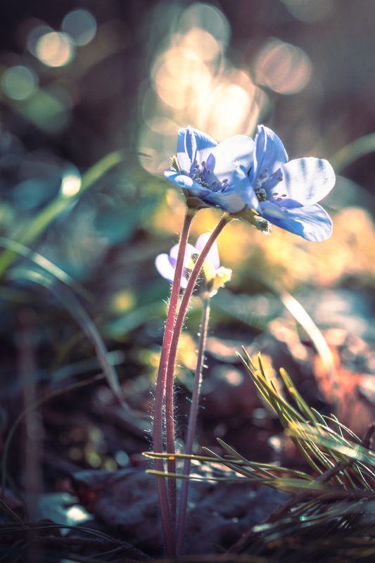 Весна фото превью