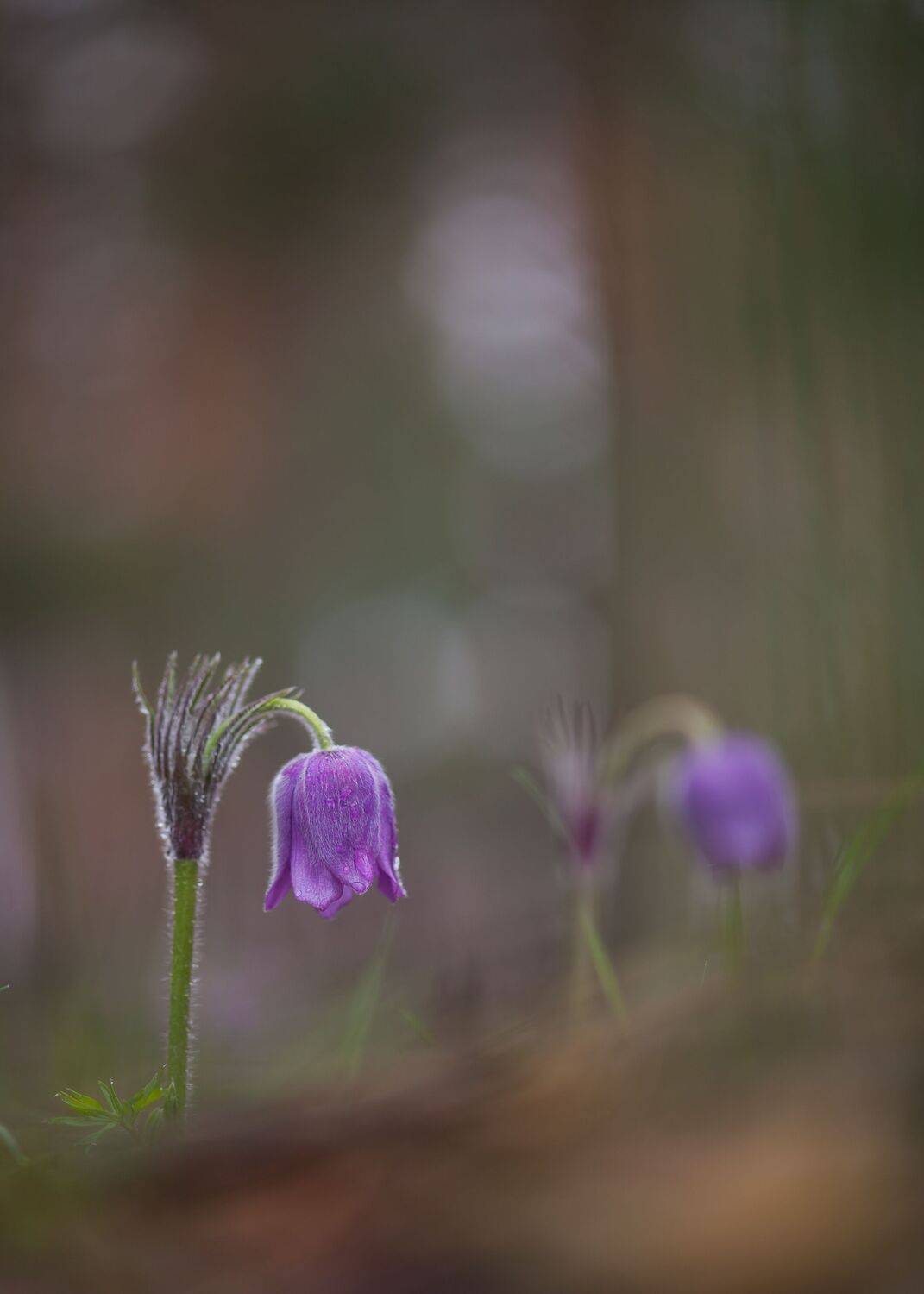 , Викулов Николай