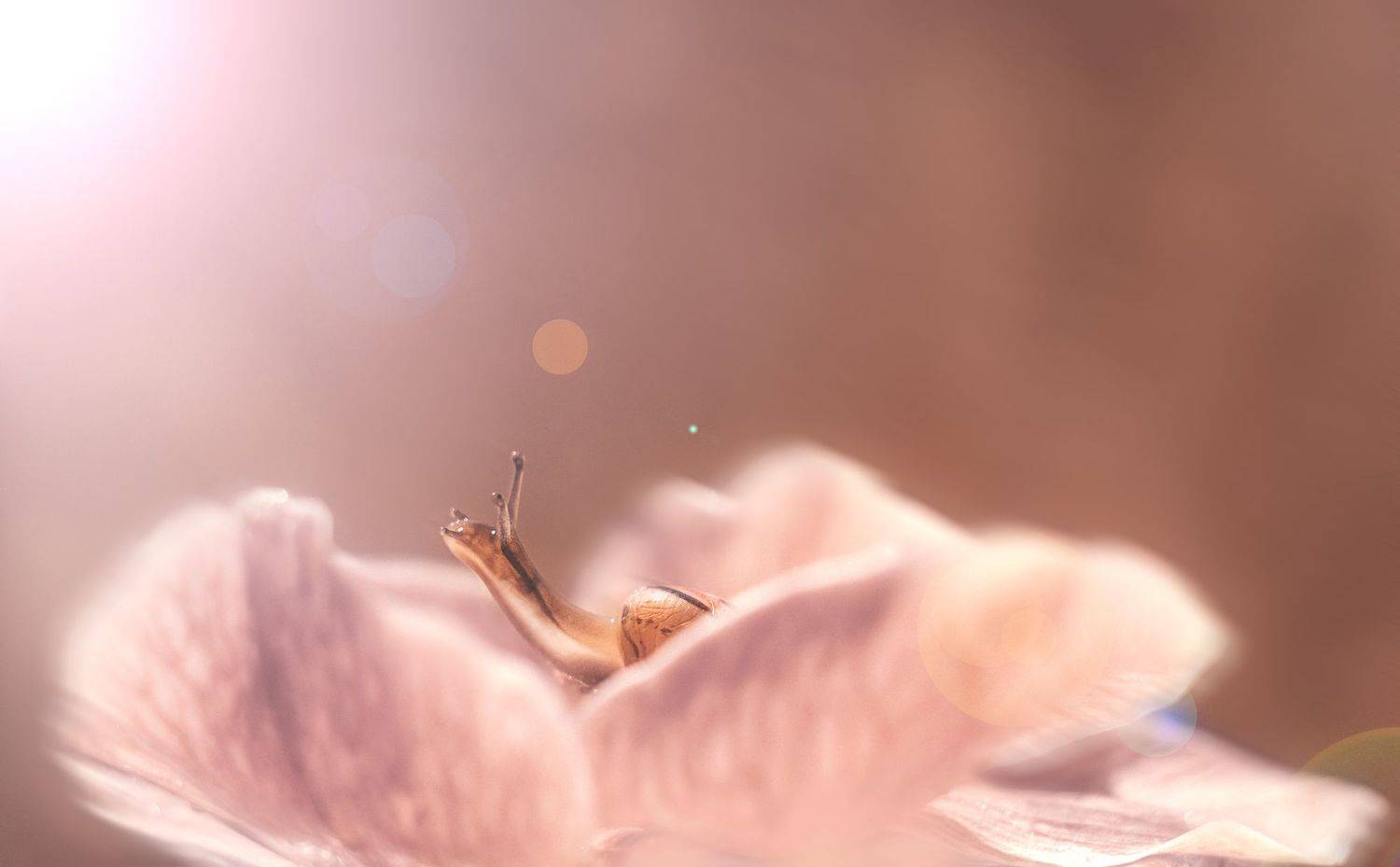 улитка, цветок,цветы, свет,луч,лучи,солнце,красота, Анжелика