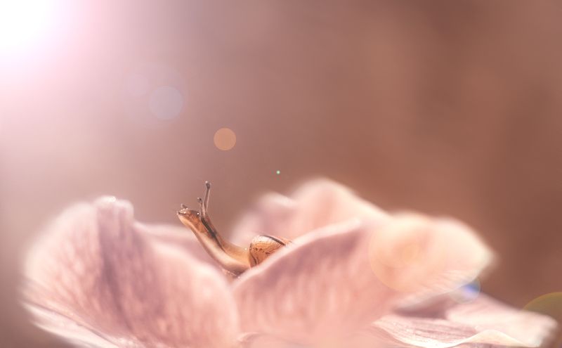 улитка, цветок,цветы, свет,луч,лучи,солнце,красота Курс на свет! фото превью