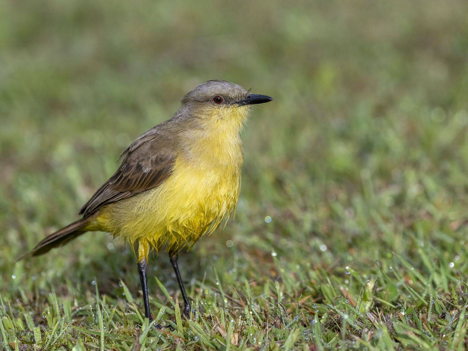 , Fernando Burgalin Sequeira