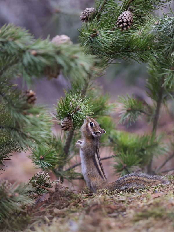 нерюнгри, бурундук, якутия, дикие_животные, женялевина, евгениялевина, животныеякутии, бурундукиибелкилевиной В сосновом лесу фото превью