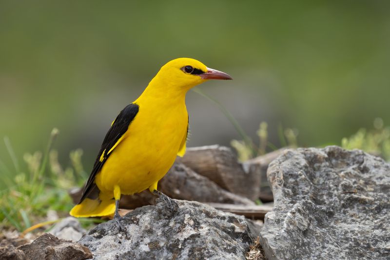 Oriolus oriolus фото превью