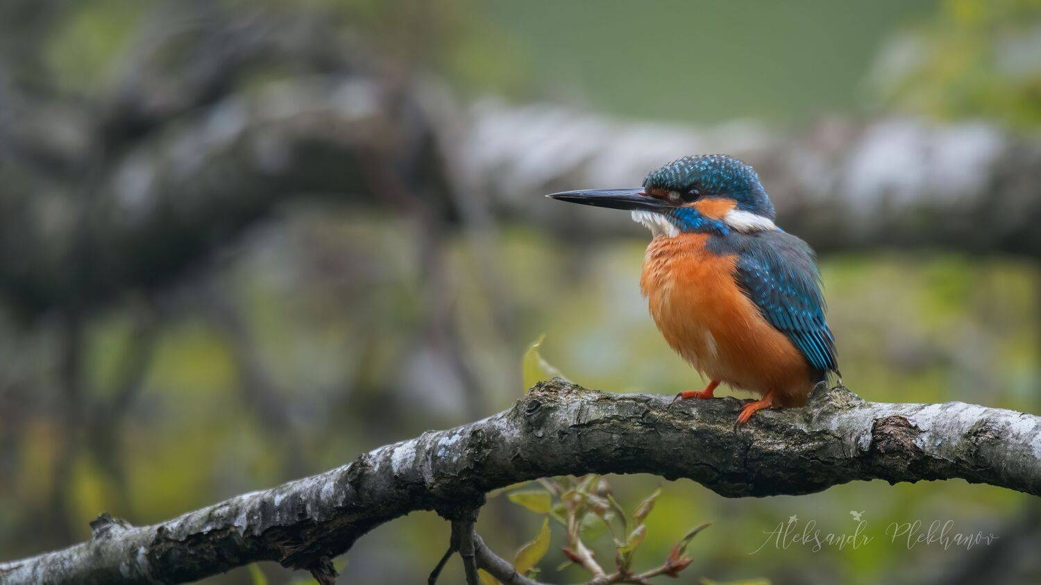 wildlife , kingfisher , island, Plekhanov Alexander