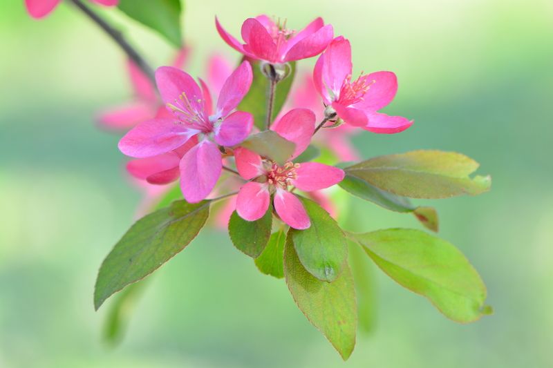 *** фото превью