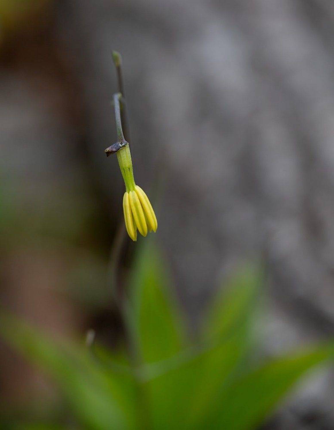 рябчик уссурийский май владивосток, Евгений Слободской