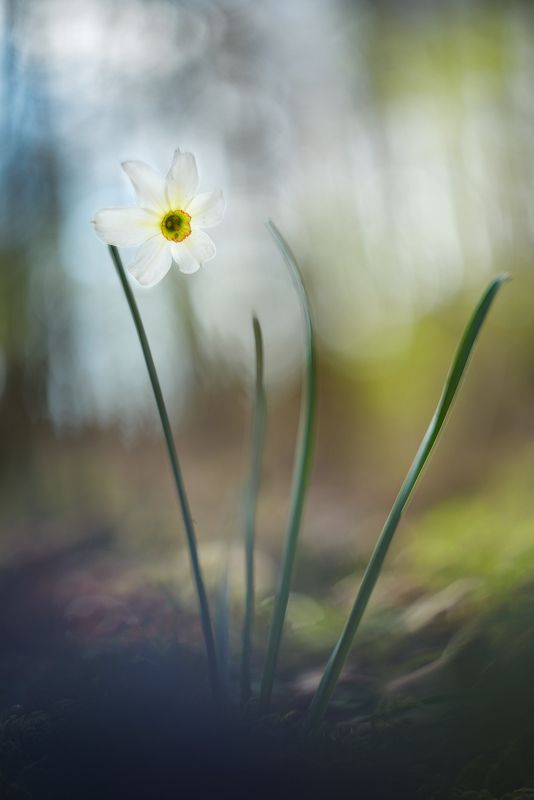 Narcissus poeticus фото превью