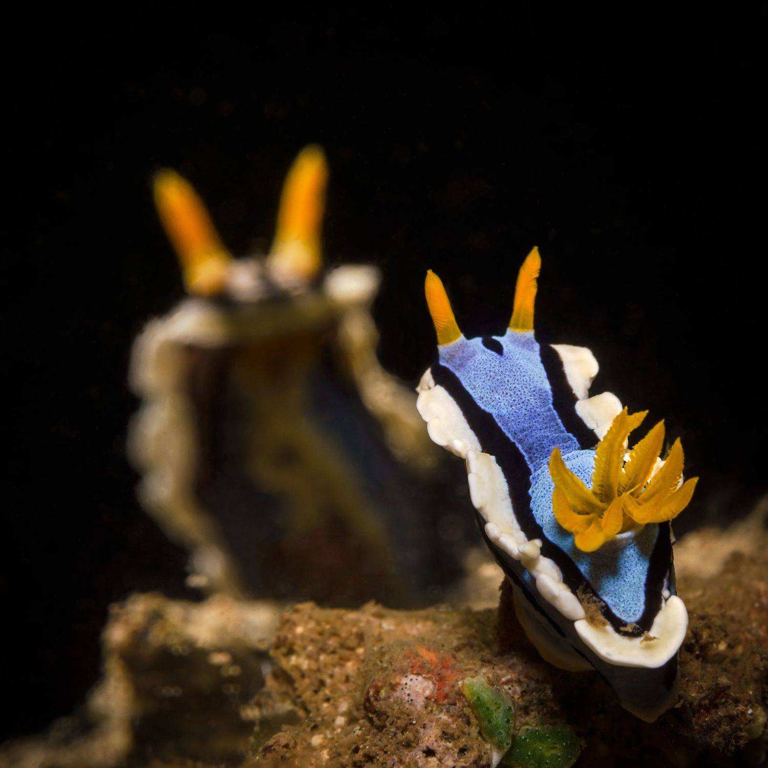 macro, underwater, diving, nudibranch, Савин Андрей