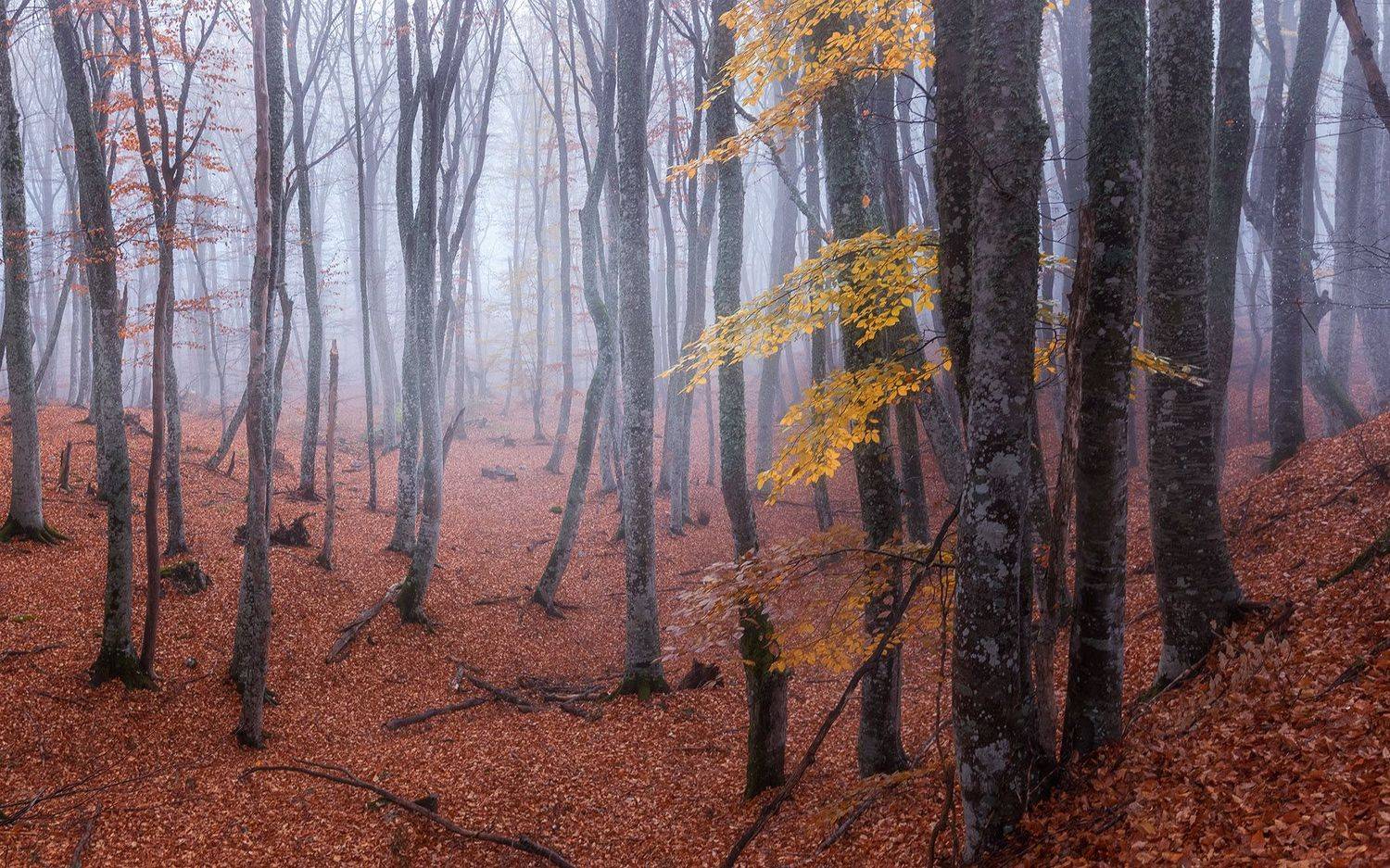 , Александр Костенко