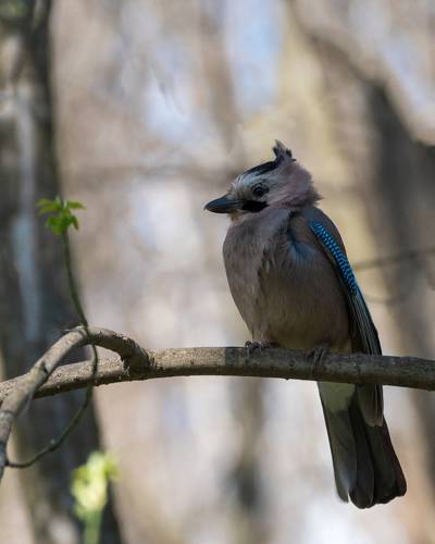 Весна с чубчиком