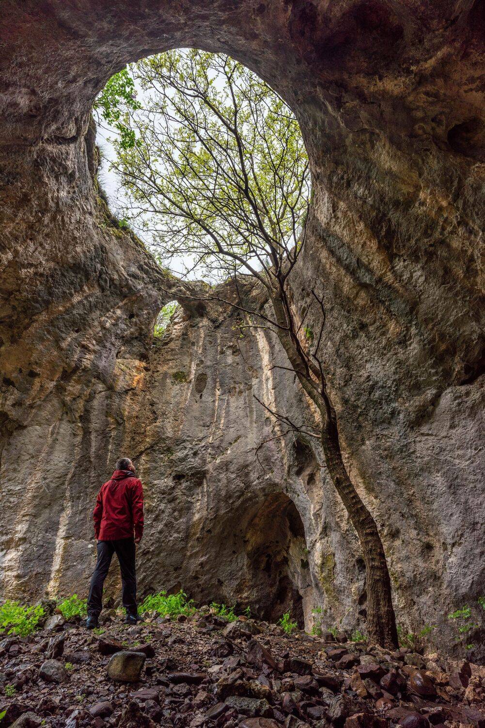 nature,landscape,vertical,tree, viktor demidov