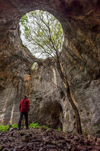 The cave with the tree