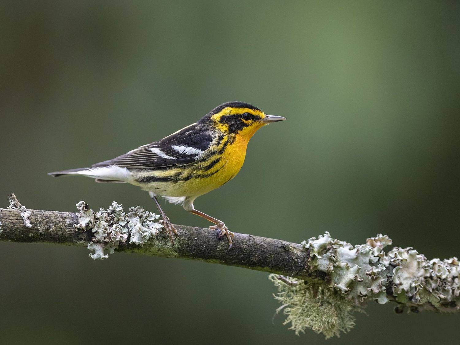 , Fernando Burgalin Sequeira