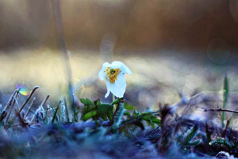Flowers* фото превью