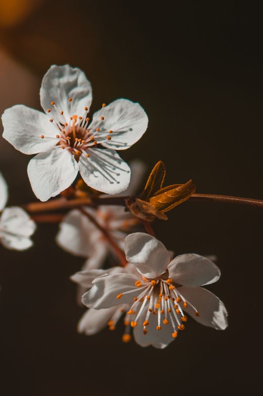 весна, вишня, цветы, макро Весна фото превью